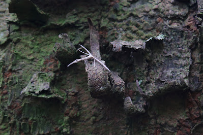 Windevedermot - - Emmelina monodactyla