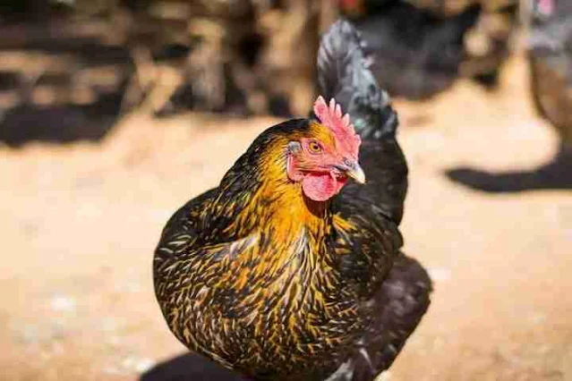 Indukan Ayam Kampung Unggulan