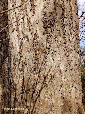 Липа амурская (Tilia amurensis)