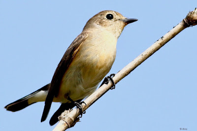 "The Taiga Flycatcher is a passage, as well as winter, migrant to Mount Abu. It's rare in this part of the world.perched on a bomboo shoot."