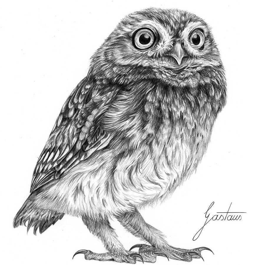 10-A-little-owl-chick-Pencil-Drawings-Gastaus-www-designstack-co