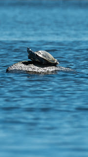 A turtle on a rock in the middle of the water