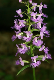 Platanthère papillon - Habénaire papillon - Platanthera psycodes - Habenaria psycodes