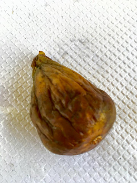 LUNGA DE AGUSTO Figs