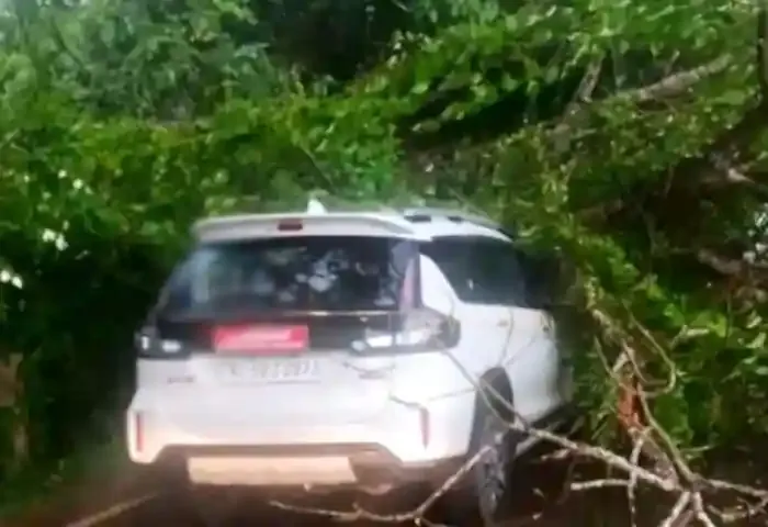 Kerala News, Kannur News, Irikkur News, Accident, Accident News, Kannur: Tree fell on top of running car.