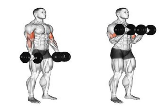 Dumbbell Biceps Curl exercise