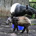 Ada Fauna Langka Yang Lahir Di Bandung Zoological Garden