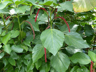 Acalyphe hérissée - Queue de chat - Queue de minite - Acalypha hispida