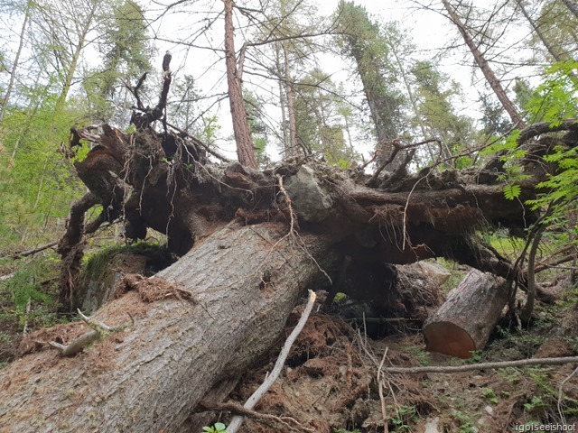 Hiking the AHV Weg trail in Zermatt. Fallen tree.