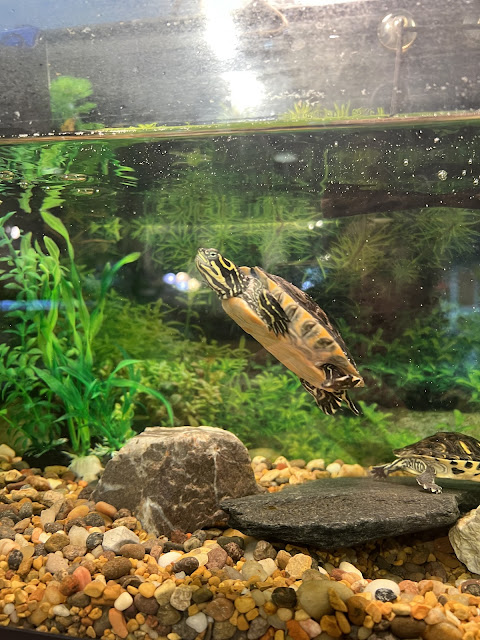 A turtle swimming by at the Nature Center.