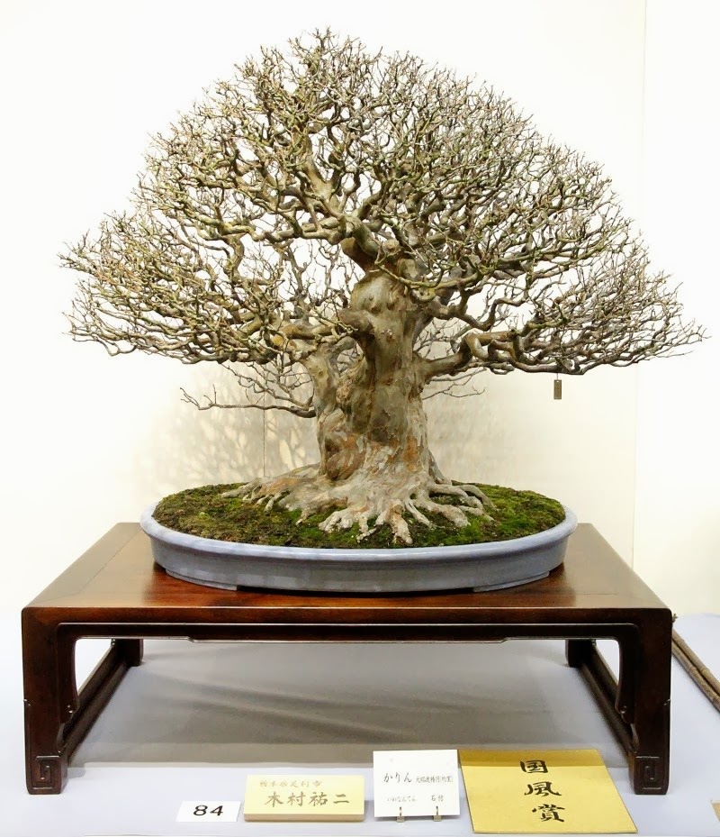 Bonsai tree on display at an exhibition in Japan