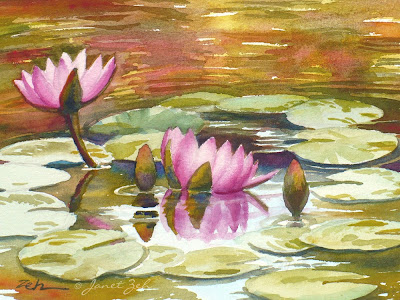 Pink waterlilies bloom in a garden pond in Hawaii