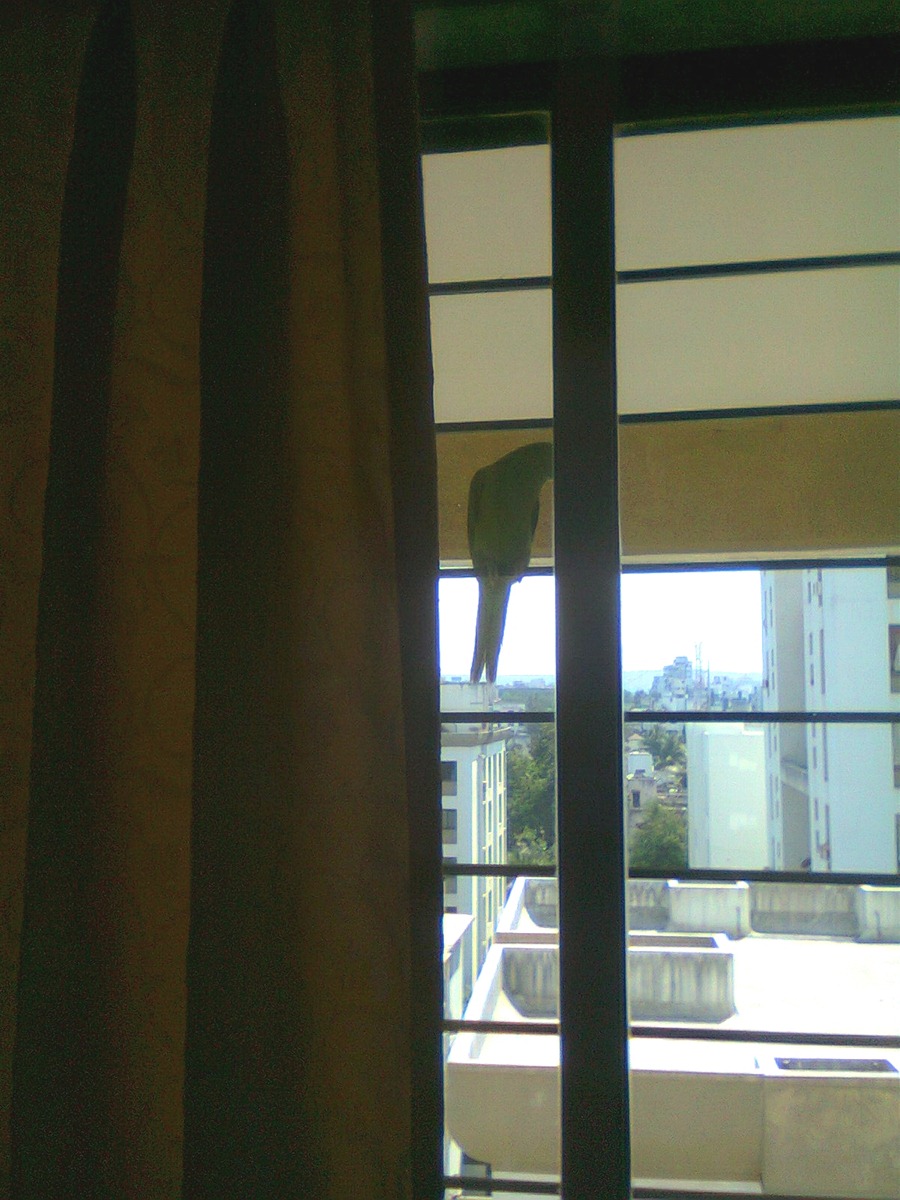 A parrot sitting outside my window on its metallic grill