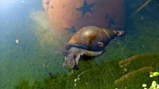 Spitzhornschnecken (Lymnaea stagnalis) im Wasser - schöne Schneckenbilder