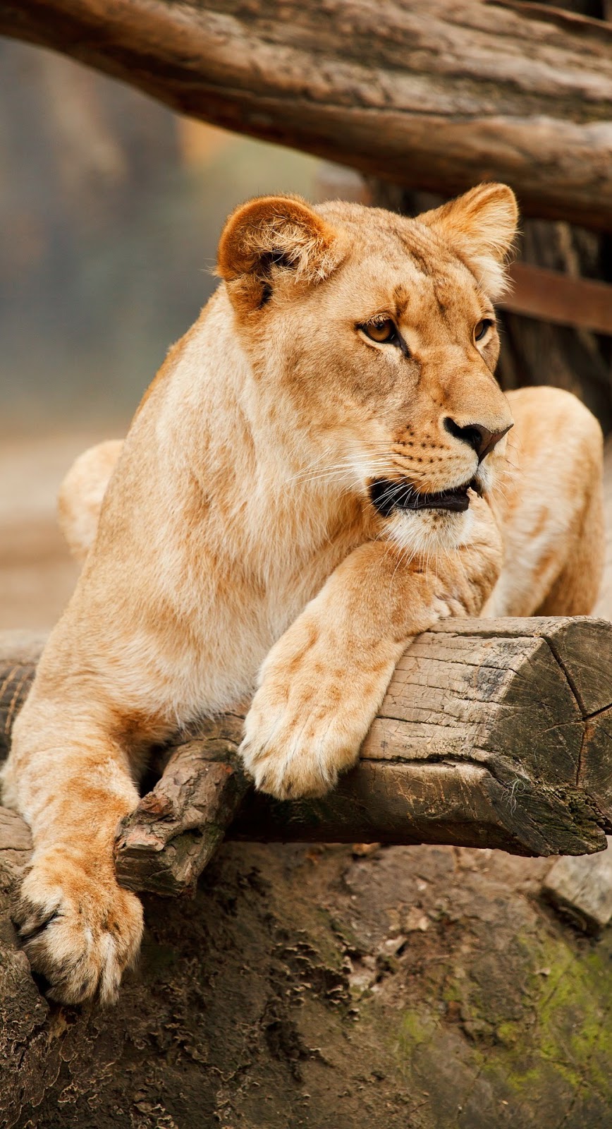 Picture of a lioness.