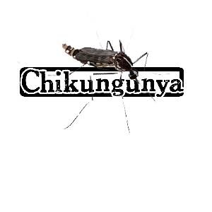 Chikungunya