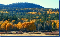Highway 88 Fall Colors-173