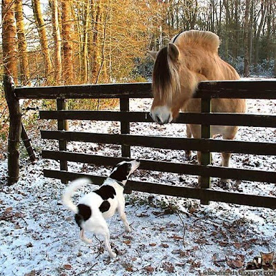 dog and horse