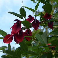 花博記念公園鶴見緑地　アメリカデイゴ