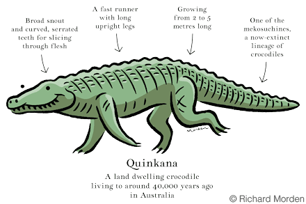 Pleistocene crocodile Quinkana