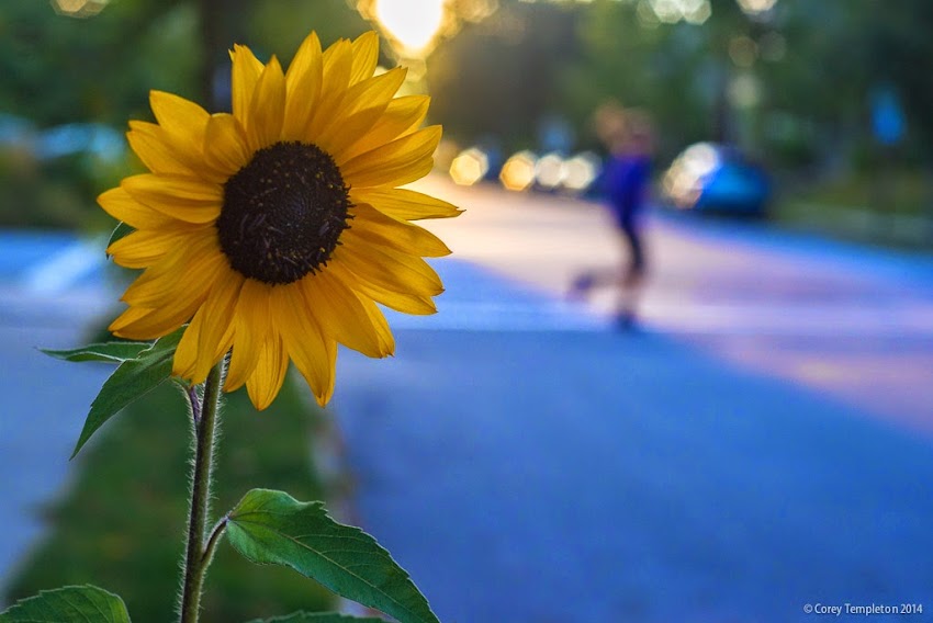Sunflower on West Street in the West End of Portland, Maine. September 2014. Photo by Corey Templeton.