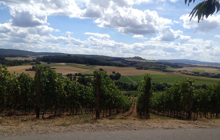 Weinbau Erntezeit - Reben