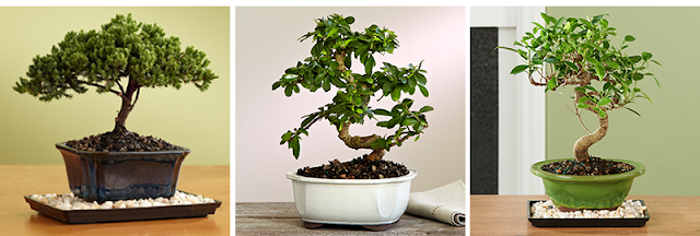 merawat-bonsai