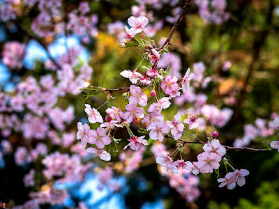 Kawazu-zakura (Cerasus × kanzakura ‘Kawazu-zakura’) flowers: Engaku-ji
