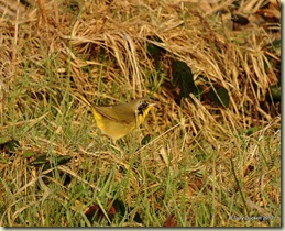 DSC_0555-002