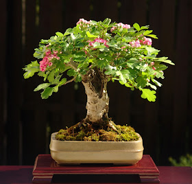 bonsai mini5