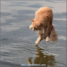 Kucing