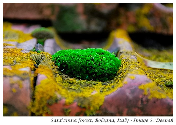 Lichen and moss at St Anna forest, Bologna, Italy - Image by S. Deepak