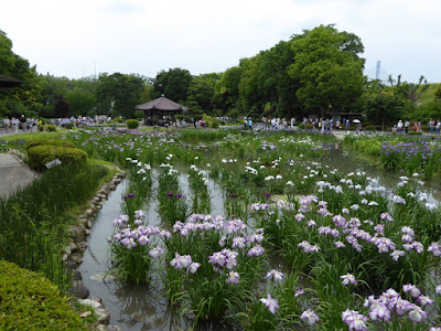 城北菖蒲園のハナショウブ