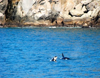 Orcus Whales Resurrection Bay Kenai Peninsula Alaska