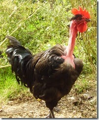                Vlad_the_transylvanian_naked_neck