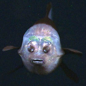 El misterioso Barreleye