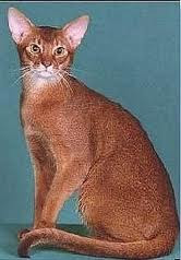 abyssinian cat breed