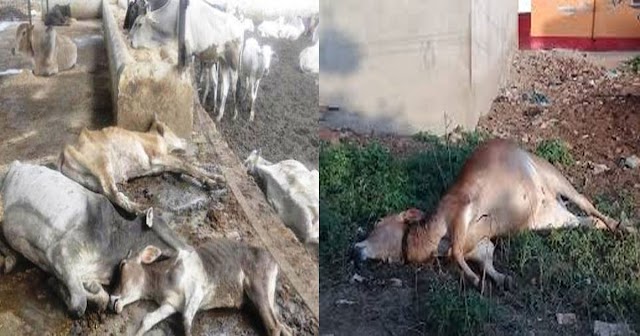 हिमाचलः अचानक से कांपने लगीं 9 गायें, ऐसा क्या खाया जो चली गई जान 