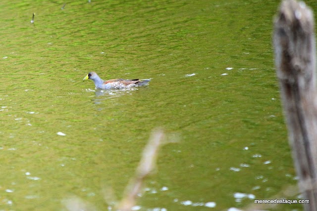 Fotos em Destaque: Frango d'água carijó