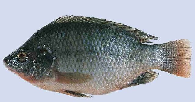 Gambar Ikan  Mujair yang Beda dari Ikan  Nila 