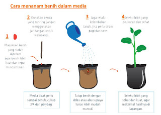 cara membuat bibit cabe berkualitas