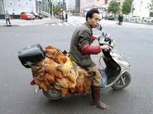 Crazy Picture of a Man with Lots of Hens