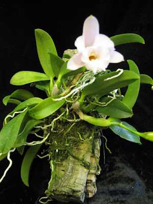 Cattleya alaorii - Alaori's Cattleya care