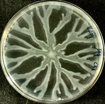 Pseudomonas