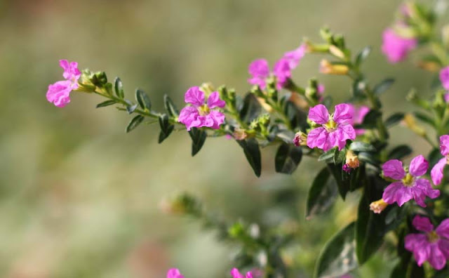 Mexican Heather Flowers Pictures