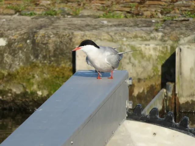 Tern on the lock leading to the Dodder River in Dublin Ireland