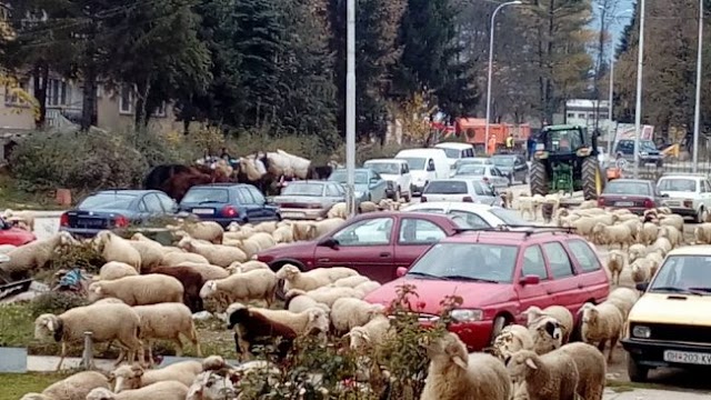 Bild des Tages - Invasion der Schafe in Kichevo