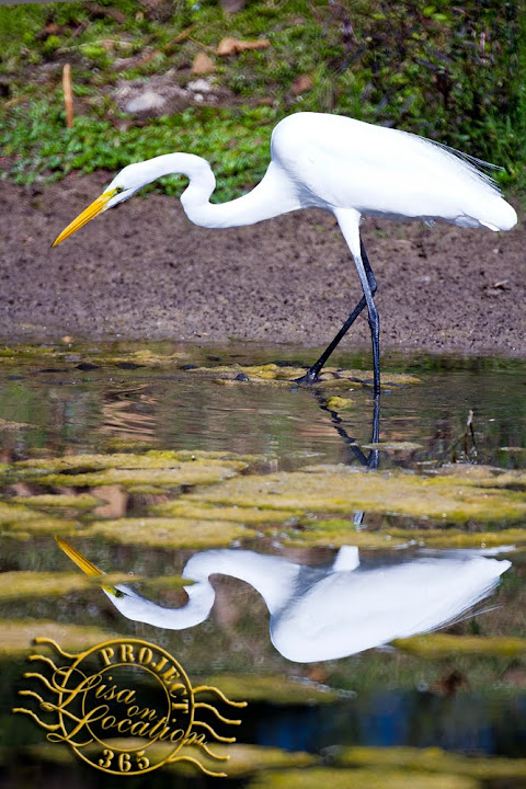 365 photo project, Lisa on Location photography, New Braunfels, Texas. Great egret