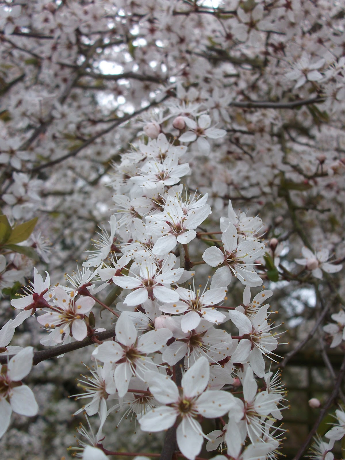 Prunus spinosa 'Purpurea'