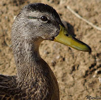 Anade real o azulón (Anas platyrhynchos) 